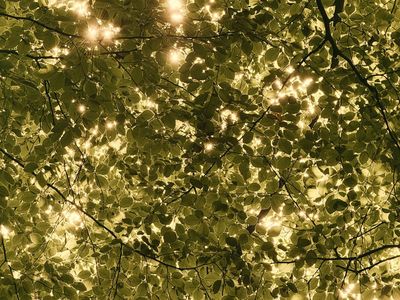 Soft sunlight filtering through green forest leaves.